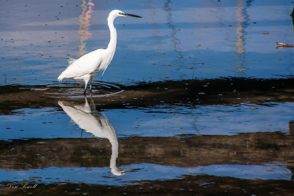 The Singing Seagull Appartement Velddrif Buitenkant foto